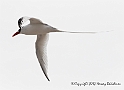 3540 Red Billed Tropic Bird